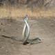 Illustration for article titled This Is What The Rattlesnake Combat Dance Looks Like